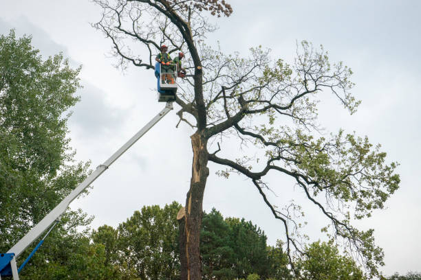 Cotter, AR Tree Care Services Company