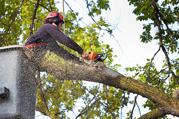 Best Tree Disease Treatment  in Cotter, AR